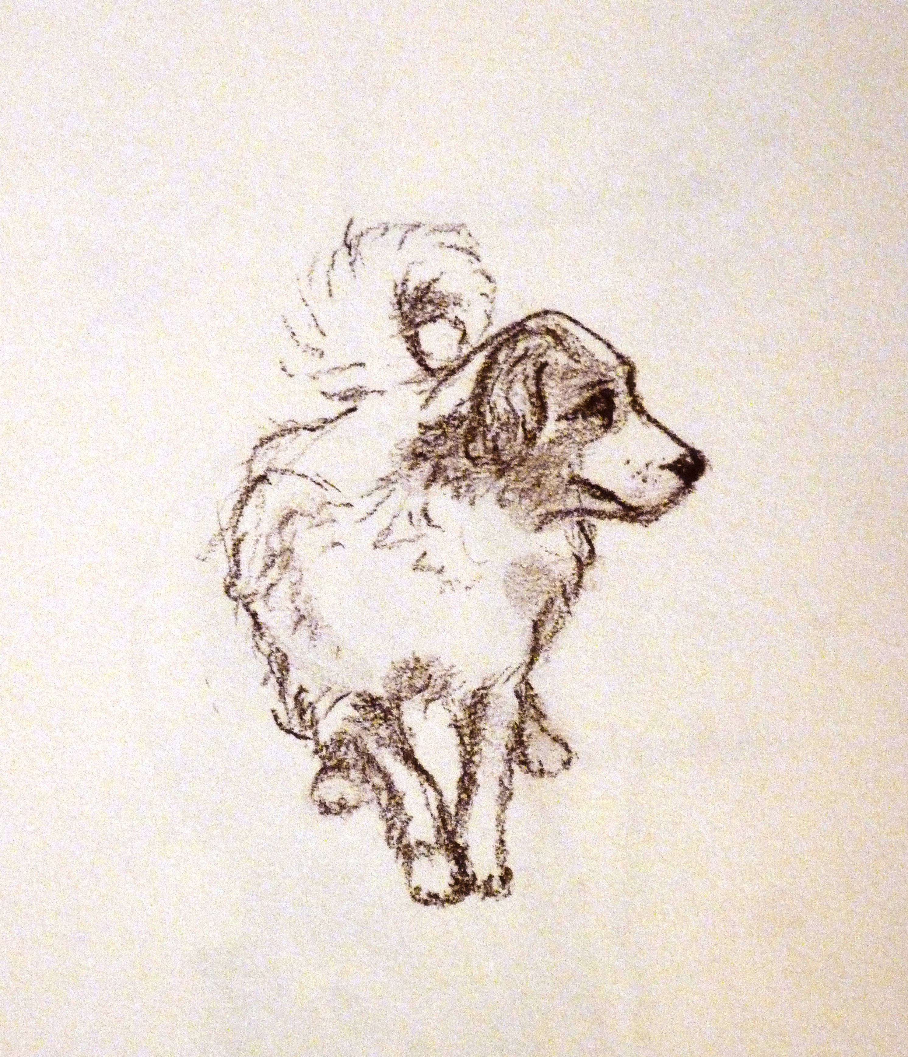 a dog at a Palladian Villa